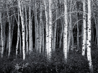Black white trees grove woods - adobe lightroom free wallpaper