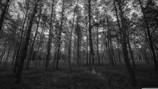 Black white forest tall trees 6 - tall tree and grass free wallpaper