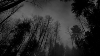 Dark forest tall trees fog 3 - a dark sky in the background free wallpaper