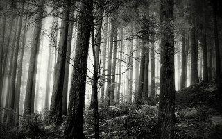 Black white forest fog trail 4 - photo of a forest free wallpaper