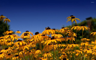 Yellow flowers blue sky trees - a few leaf free wallpaper for desktop