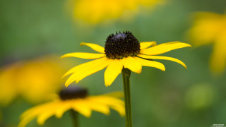 Yellow flower field bokeh macro 7 - the background and a blurry background free wallpaper