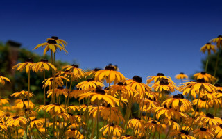 Yellow flowers blue sky trees 2 - a few leaf free wallpaper for desktop