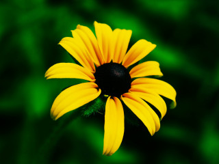 Yellow flower black center green - a blurry background of grass free wallpaper