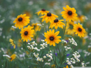 Yellow flowers white foreground green - a green field in the background free wallpaper