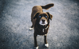 Dog blue eyes white spot - area free wallpaper
