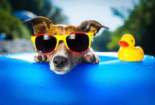 Dog sunglasses rubber ducky pool - ducky free wallpaper for desktop