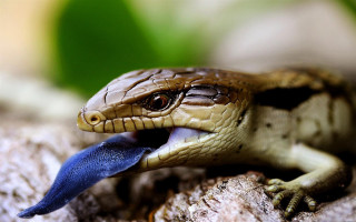 Blue tongue lizard rock leaves - a small lizard free wallpaper