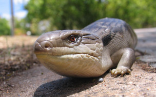 Lizard rock trees grass blurry - female free wallpaper