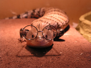 Lizard glasses laying ground head - a lizard free wallpaper