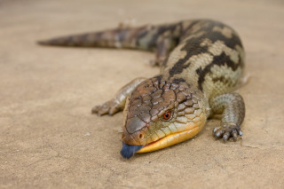 Lizard blue tail ground mouth - tongue free wallpaper