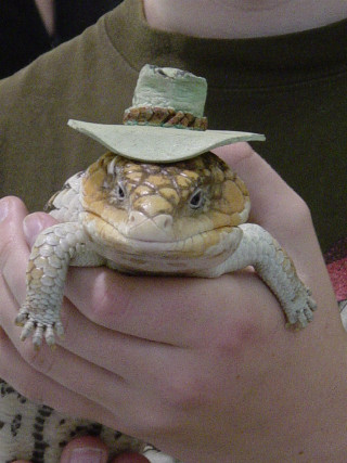 Person lizard hat western furry - its head free wallpaper for mobile