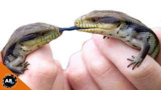 Two small lizards blue stick - their mouth free wallpaper for desktop