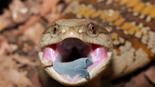 Snake mouth open tongue out 5 - mouth free wallpaper for desktop