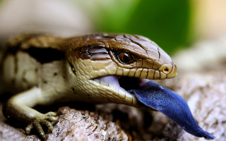 Small lizard blue tongue rock - a small lizard free wallpaper