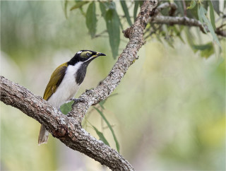 Bird branch forest green leaves 2 - an illustration of free wallpaper for desktop