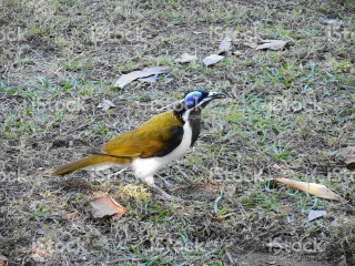 Blue bird yellow wings grass - yellow wing free wallpaper