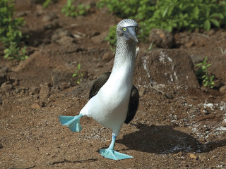 Blue beak white bird dirt - david young cameron free wallpaper
