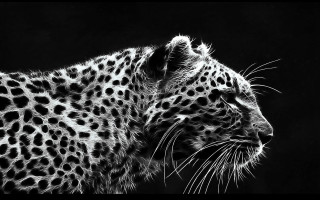Leopard black white face neck - a white spot free wallpaper