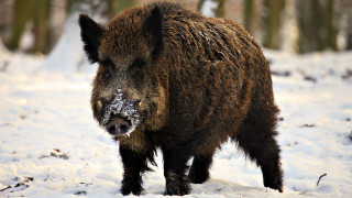 Wild boar snow forest depth - wild free wallpaper