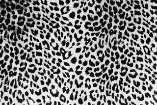 Black white animal print fabric - alexander mcqueen free wallpaper