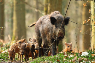 Wild boars forest autumn nature - wild free wallpaper for desktop