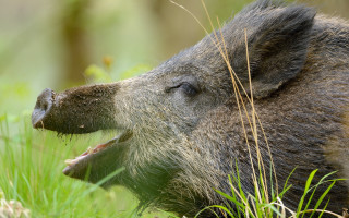 Wild boar chewing grass woods - wild free wallpaper