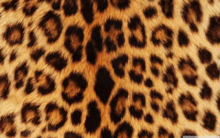 Leopard print cell phone case - a white background free wallpaper