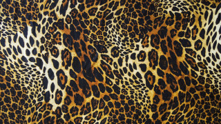 Leopard print pattern image showing - carol bove free wallpaper