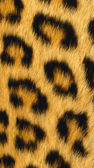 Animal fur pattern black background - animal free wallpaper for mobile