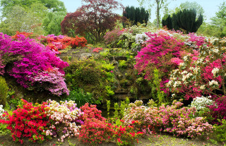 Garden colorful flowers trees bench - colour free wallpaper for desktop