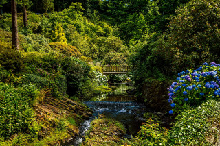 Lush green forest stream bridge - flower and trees free wallpaper