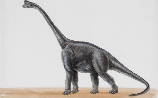 Dinosaur wooden floor white background - an illustration free wallpaper for desktop