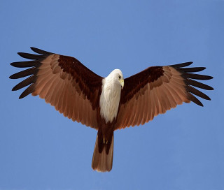 Eagle spread wings blue sky - open free wallpaper