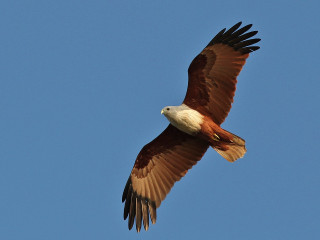 Large bird flying blue sky 11 - a white head free wallpaper