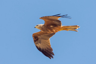 Bird of prey flying blue - a bird of prey free wallpaper