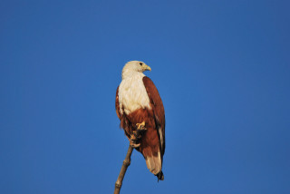 Bird of prey sitting branch - a bird of prey free wallpaper