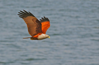 Bird flying water fish talons - wildlife photography free wallpaper