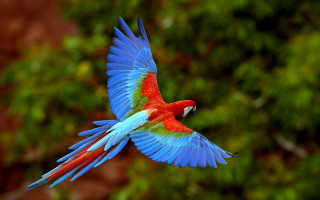Colorful bird flying wings spread 7 - vibrant free wallpaper