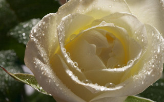 White rose water droplets petals - green leaf and water droplets free wallpaper