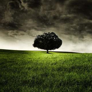 Lone tree cloudy sky field - derold page free wallpaper for tablet