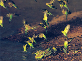 Flock birds flying water forest - dirt free wallpaper