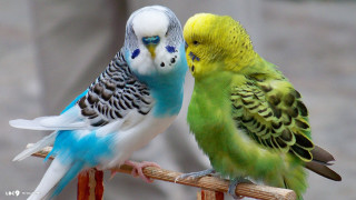 Colorful birds sitting wooden perch - clara miller burd free wallpaper