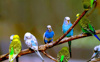 Parakeets tree branch group blurry - bird free wallpaper for desktop