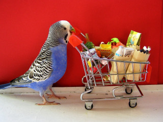 Bird shopping cart groceries juice - david teniers iii free wallpaper