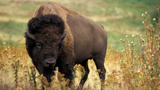 Bison tallgrass flower field nature - free animals wallpaper
