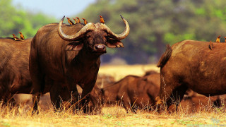 Cattle herd dry grass field - dry free wallpaper