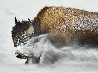 Bison running snow wild nature - wild free wallpaper for desktop