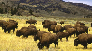 Bison grazing field mountains trees - alson s. clark free wallpaper for desktop