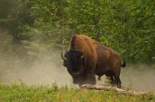 Bison running grass woods trees - wildlife photography free wallpaper for desktop